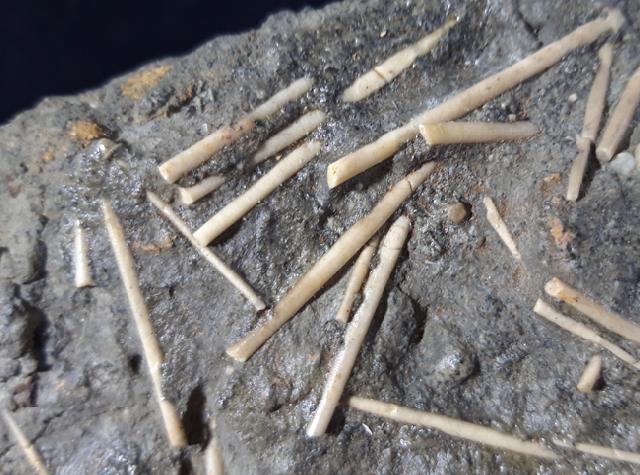 Acrosalenia hemicidaroides WRIGTH 1851 - Bild © FossNet FossilienStore